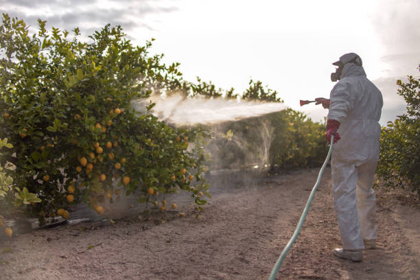 Best Wasp Removal Services  in Blue Springs, MO
