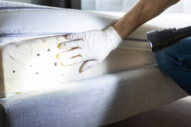 Pest Prevention Services in Blue Springs, MO