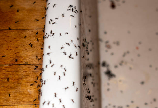 Best Cockroach Control Services  in Blue Springs, MO