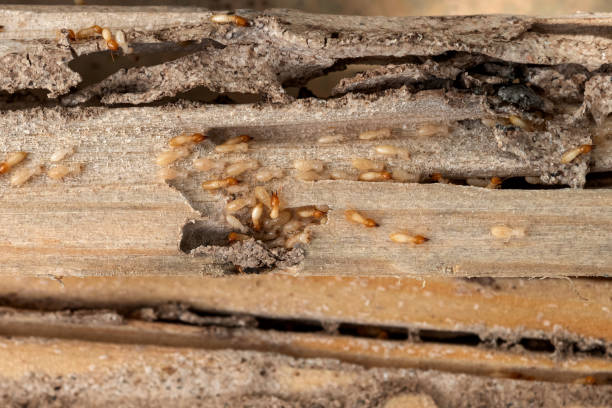 Best Termite Control Services  in Blue Springs, MO